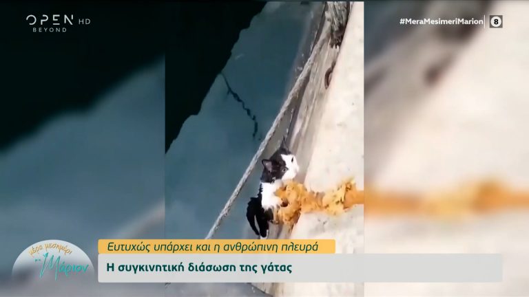 Η συγκινητική διάσωση μια γάτας που έπεσε στο νερό