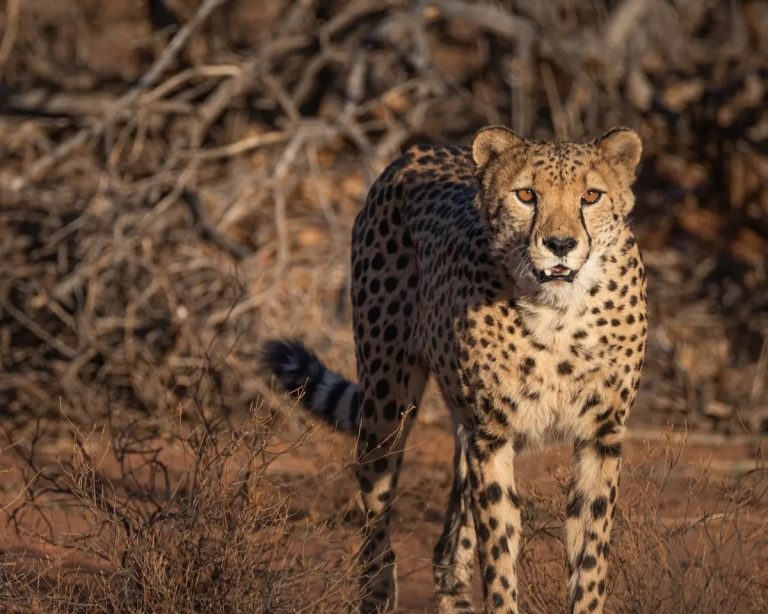 Ινδία: Τα άγρια ​​τσιτά επιστρέφουν στη χώρα μετά από 7 δεκαετίες